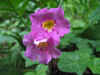 Close-up-of-Fern-Flower.jpg (21919 bytes)