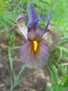 Great-Iris-Shot.jpg (25058 bytes)
