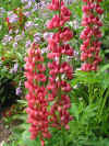 Lupins.jpg (58143 bytes)