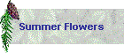 Summer Flowers