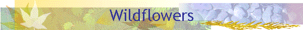 Wildflowers