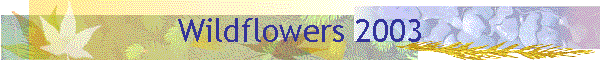 Wildflowers 2003