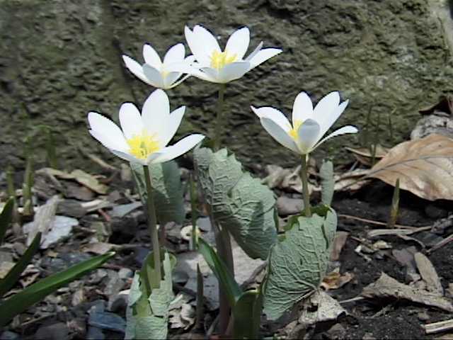 Image of Papaveraceae